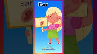 Body Parts Names for Kids  Fun Learning with Bright Brains Kids TV kidsshorts kidslearning [upl. by Etka]