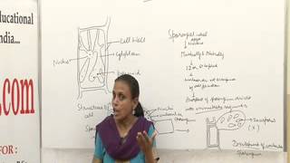 Ectocarpus Lecture BSc MSc by Dr Anupama Goyal [upl. by Musser]