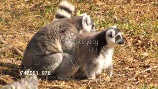 交尾をするワオキツネザル／Ring tailed lemurs mating Miami [upl. by Ednutey310]