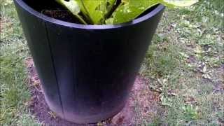 My horseradish harvest for fall 2013 [upl. by Thissa]