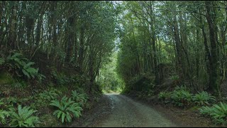 Rediscovering Aotearoa Taiao  Nature [upl. by Ahsinrad511]