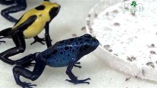 SEE AND BUY Dendrobates tinctorius citronella and azureus Dendrobates auratus [upl. by Llenyt]