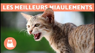 Meilleures VIDÉOS de CHAT QUI MIAULENT🐱🐾 Chat qui MIAULE en colère heureux et drôle [upl. by Fu]