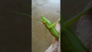 Beautiful grasshopper video [upl. by Nnave764]