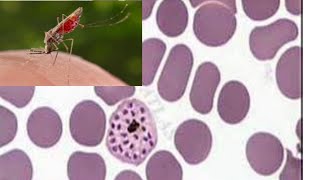 life cycle of Plasmodium [upl. by Htebi609]