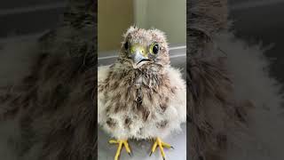 Yavru Kerkenez Besleme Tedavi cute wildlife veterinaria besleme tedavi bird veterinary care [upl. by Suertemed]