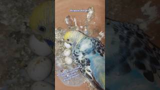 Yf Opaline Budgie [upl. by Elwina]