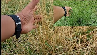 COMO ELIMINAR RABO DE BURROCAPIM CAPETA CAPIM MONTE ALEGRE CAPIM ANNONI COM HERBICIDA [upl. by Enihsnus]