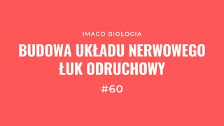 Układ nerwowy Budowa i łuk odruchowy [upl. by Llirpa]