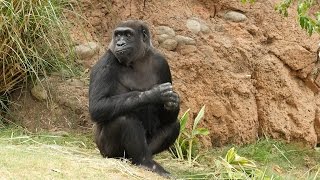 Gorillas Explore Their Habitat for the First Time [upl. by Anyahs]