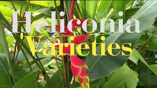 Heliconia Varieties  The Anchorage heliconia plants flowers [upl. by Moon]