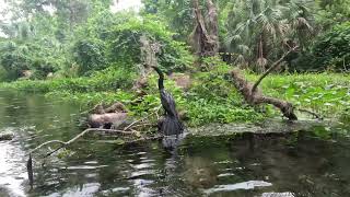 Anhinga Underwater View Hunts And Eats Fish Apopka Florida [upl. by Coltun]