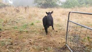 lowline angus quotaberdeenquot heifers [upl. by Hendrick451]