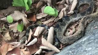 Elegant Sea Snake in the Rocks on Torquay Beach [upl. by Auohc]