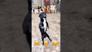 Cute dog dance shortsfunnyvideo dogrealfoolsteamfunny [upl. by Arodasi]