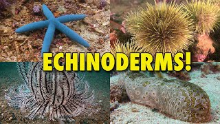 The Spiny World of Echinoderms  JONATHAN BIRDS BLUE WORLD [upl. by Henrique]