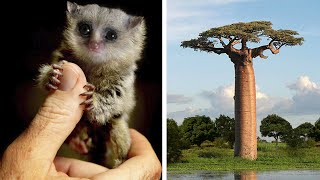 Most Unique Animals amp Plants Found Only In Madagascar [upl. by Medea]