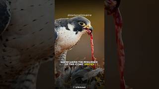 Peregrine Falcon  The Fastest Animal On the Earth [upl. by Tsirhc174]