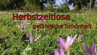 Gefährliche Schönheit Herbstzeitlose [upl. by Orazio664]