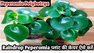 Peperomia polybotrya plant care Raindrop peperomia Peperomia polybotrya प्लांट की केयर कैसे करे [upl. by Lorrie]