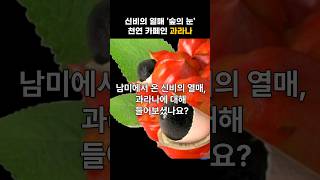 과라나 천연 카페인 과라닌의 놀라운 효능 [upl. by Annehs]