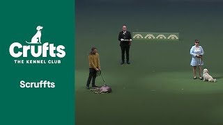 SCRUFFTS WINNER  ​Crufts 2022 [upl. by Federico]