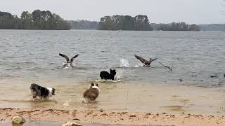 Aussiedoodle vs Canada Geese Toledo Bend Lake Louisiana [upl. by Leahcimnoj]