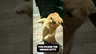 Boxing cat what would you do funny cat kitten [upl. by Yearwood553]