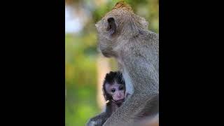 Love mini baby monkey [upl. by Hulda658]