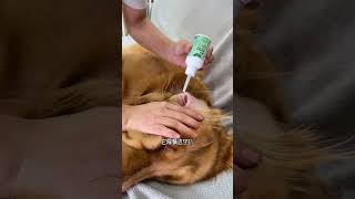 Cleaning your dog’s ears is very simple Just clean them once a week Your dog’s ears will not itc [upl. by Estis]