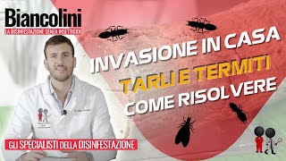 ⚠️​😢Tarli e Termiti gli insetti del legno che invadono le case⚠️​😢 [upl. by Davey]