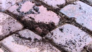 Ants vs Acetone HD [upl. by Annabel]