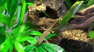 Como cuidar una Anolis Carolinensis  Guia de cuidados basicos Reproduccion y sexado Anolis Verde [upl. by Ulani935]