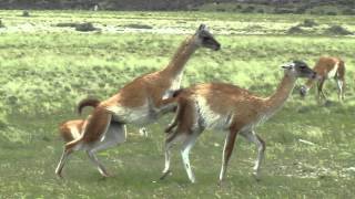 GUANACOS ENAMORADOS HACIENDO UN ACTO DE AMOR DELANTE NUESTRO [upl. by Lennod163]