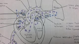 Circulación fetal [upl. by Ahsiei15]