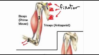 general anatomy 4 action of skeletal muscles by dr Sameh Ghazy [upl. by Nolyaw]