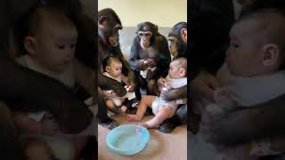 Chimpanzee changes babys diaper [upl. by Barnett519]