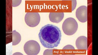 Lymphocytes formation function and interpretation [upl. by Thurmond]