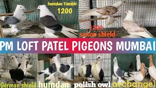 PM LOFT PATEL PIGEONS MUMBAI bhiwandi fancy pigeons for sale in mumbai mumbaipigeons [upl. by Suiluj]