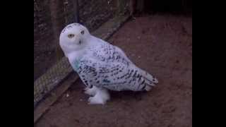 Snowy Owl quotHedwigquot turns his head [upl. by Wetzel]