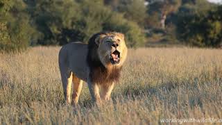 Kalahari Lion Roaring 4K  Conservation Safari Experience [upl. by Felipa]