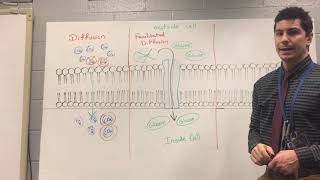 Cell Transport Review [upl. by Ordway225]