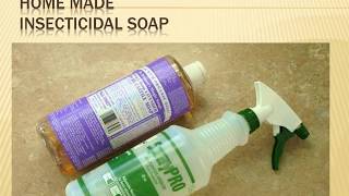 EXCELLENT  Homemade Insecticidal Soap [upl. by Kial825]