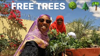 450000 FREE TREES  Annual Initiative from Ministry of Climate Change in HARGEISA SOMALILAND 2024 [upl. by Ainola]