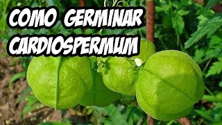 Como germinar Cardiospermum Halicacabum  La Huerta de Ivan [upl. by Ekud204]