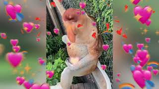 proboscis monkeys ❤️ [upl. by Rothschild116]