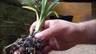 How to Grow Daylily Seeds  PART 5  Transplanting Seedlings [upl. by Clausen710]