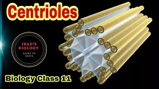 Centrioles  Cell structure and functions  Ibad Biology [upl. by Yekcaj]