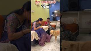 మా బాహుబలి కట్టప్పdoglover viralvideo trendingshorts funny dogslife viralvideos [upl. by Siraj]