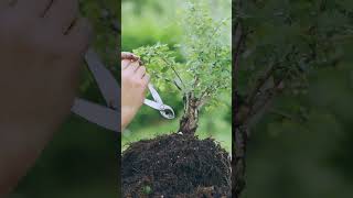 Starting a Bonsai is Easy Hawthorn [upl. by Aslam]